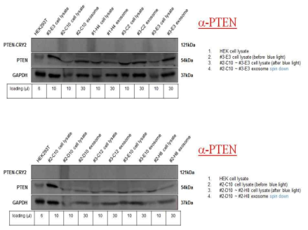 PTEN 엑소솜 생산 안정화세포주를 선별하기위한 PTEN 단백질 발현 검증