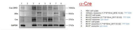 Cre 단백질을 탑재한 엑소솜을 생산하는 세포주 및 Cre 단백질이 탑재된 엑소솜의 Cre 단백질 발현 확인