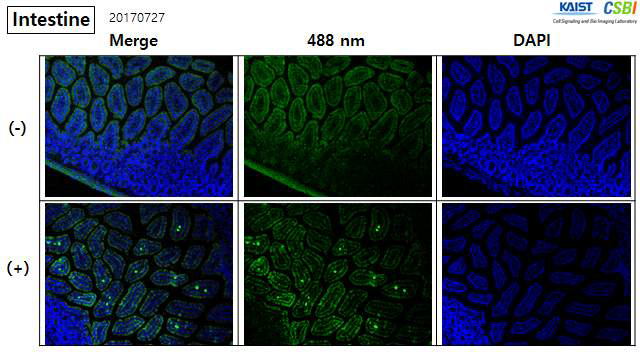 mouse intestine으로 Cre 단백질이 탑재된 엑소솜의 전달 효율 확인