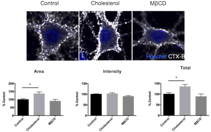 쥐의 일차배양 신경세포에 cholesterol과 MβCD 처리 후 lipid rafts 변화 양상 관찰