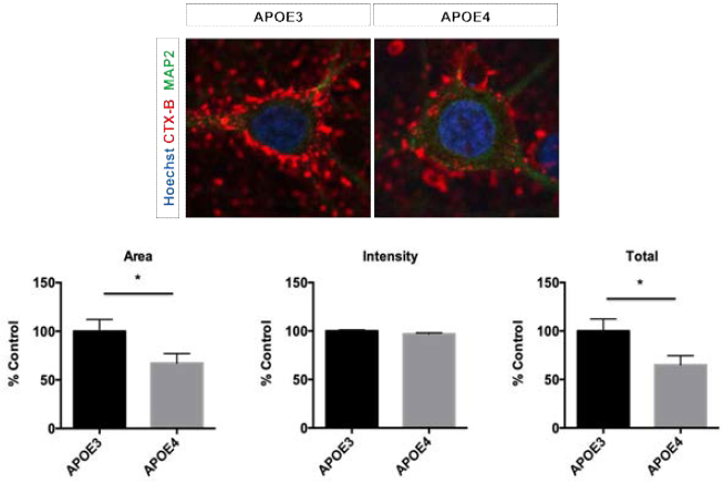 APOE4 발현 인간 성상교세포에 의한 쥐 일차배양 신경세포 내 lipid rafts 변화 양상 관찰