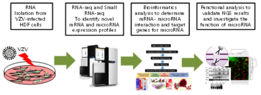 RNA-seq 및 SmallRNA-seq 진행 절차 모식도