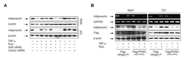 Rosiglitazone은 HuR-의존적 방식으로 adiponectin 발현을 조절한다