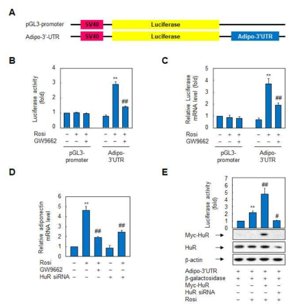 rosiglitazone은 adiponectin 전사체에 HuR의 결합을 촉진시킨다