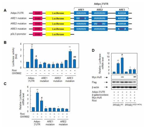 rosiglitazone은 adiponectin 전사체에 HuR의 결합을 촉진시킨다