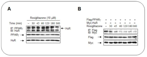 PPARγ와 HuR의 protein-protein interaction