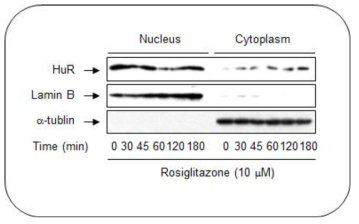 rosiglitazone에 의한 HuR의 위치 변화