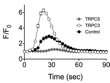 TRPC5를 발현한 HEK293T 세포주에 SPC 1uM 처리 후 반응