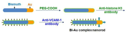 동맥경화의 초기와 위험성을 알 수 있는 신생혈관생성과 염증활성을 동시에 표적화하는 Dual targeting Bi-Au complex nanorod