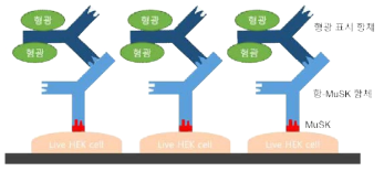 면역형광염색 개념도