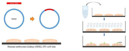 발현 세포 제작 과정. MuSK cDNA를 vector에 삽입하고 cloned vector를 HEK293 cell에 transfection 시켜 MuSK의 발현을 유도함