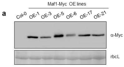 immunoblotting을 이용한 Maf1 OE 식물체의 Maf1-Myc 단백질 발현 분석