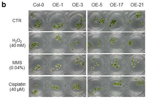 Maf1 OE seedling의 H2O2, MMS, cisplatin 처리 후 표현형