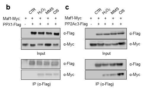 정상상태와 H2O2, MMS, cisplatin 등의 drug 처리 후의 Co-immunoprecipitation