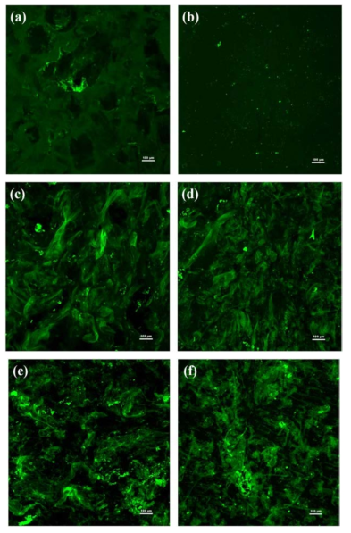 Confocal laser scanning microscopy (CLSM) images of XG, LBG, and their binary mixture systems at total 0.1% (w/w) gum concentration. (a) XG100, (b) LBG100, (c) XG75/LBG25, (d) XG50/LBG50, (e) XG75/LBG25 at 0.9% (w/w) NaCl concentration, (f) XG50/LBG50 at 0.9% (w/w) NaCl concentration