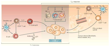 면역반응에 의한 항암 효과 (Nature Rev Cancer 2004)