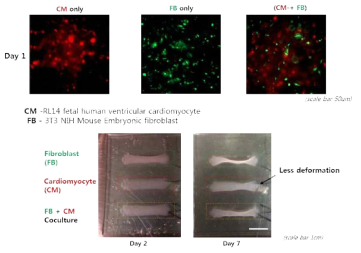 (A) Cell tracker를 처리한 Cardiomyocyte/fibroblast의 콜라겐의 형광이미지