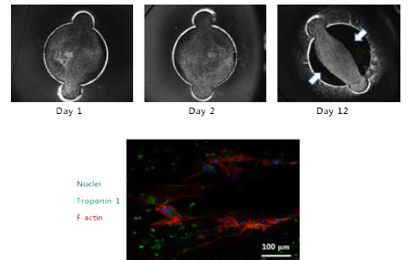 광학현미경을 통한 표면개질 디바이스에서의 심근세포 / 섬유모세포 / 콜라겐 복합체의 형상 모니터링 및 면역염색 후 형광촬영 이미지