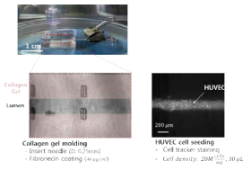 3차원 혈관세포 및 ECM 복합체 배양을 위해 제작된 디바이스 사진 및 디바이스 내 배양된 Collagen gel 및 HUVEC의 현미경 촬영 사진