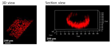 공초점 현미경으로 촬영된 디바이스 내 배양된 혈관내피세포 (Cell tracker, Red 염색) 의 3차원 형광이미지