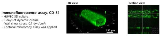 혈관조직 모사를 위한 3차원 혈관내피세포/ECM 배양 및 Dynamic culture를 통한 혈관내피세포의 분화 분석