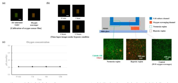 미세유체디바이스 내 Oxygen sensor foil을 이용한 산소 농도 제어 및 모니터링 (좌), 산소 질병환경이 재현된 미세유체 디바이스 내 심근세포(H9C2 nyoblast)의 배양 및 형광현미경 기반의 Live/dead assay (우)