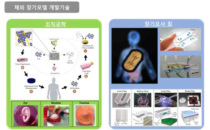 체외 장기모사 모델 개발 기술인 조직공학 및 장기모사 칩 기술의 개념도 및 연구 사례