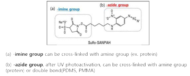 Sulfo-SANPAH Crosslinker의 화학구조 및 반응 성질 모식도