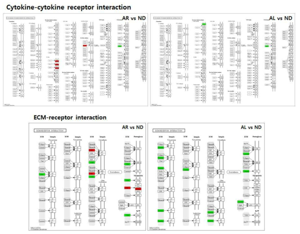 Figure 21. Effect of D-allulose supplementation for 16 weeks on transcriptional pattern related with cytokine—cytokine receptor interaction and ECM-receptor interaction in C57BL/KsJ-db/db mice fed normal diet. Red color indicates up-regulation and green is down-regulation relative to normal diet