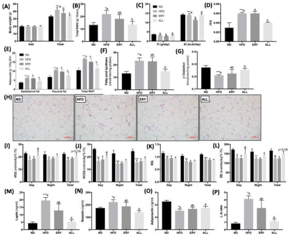 Effect of allulose supplementation for 16 weeks on (A)body weight (B)body weight gain (C)food and energy intake, (D)food efficiency ratio, (E)adipocyte weight (F) FAS activity, (G) β-oxidation, (H) WAT morphology (magnification ×200), (I)VO2, (J)VCO2, (K)respiratory quieont, (L)energy expenditure, (M)leptin, (N)resistin, (O)adiponectin and (P)L:A ratio in C57BL/6J mice fed high-fat diet with allulose Data are mean±S.E; Significant differences between HFD versus ND are indicated; *p<0.05, **p<0.01; abcMeans not sharing a common letter are significantly different among the high-fat diet groups at p<0.05. ND, normal diet (AIN-76); HFD, high fat diet (AIN-76, 20% fat, 1% cholesterol); ERY (HFD+5% Erythritol); ALL, (HFD+5% D-allulose). Hematoxylin and eosin (H&E) stained transverse-section of epididymal fat and liver. Representative photomicrographs of epididymal WAT and liver are shown at ×200 magnification