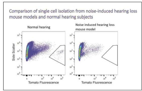 정상청력 마우스와 소음성난청 마우스에서 FACS를 이용하여 수집한 단일세포 개수의 차이의 예시