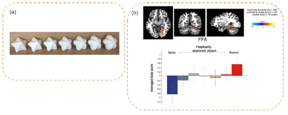 (a)둥근/뾰족한차원이 양적으로 조절된 촉각 물체들. (b) 예비실험의 결과. FFA는둥근 형태에 가까운 물체일수록 더 큰 활성화 패턴을 보임