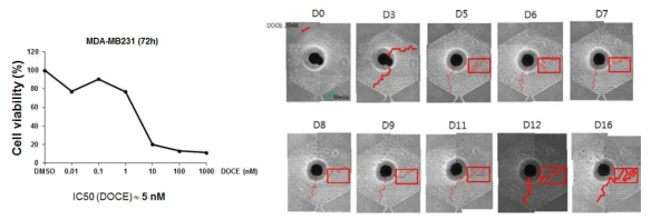 MDA-MB231 세포의 Docetaxel 민감도 결과(좌), Docetaxel 농도구배 처리 후 16일간 세포 사멸 추적 현미경 사진(우), 적색 실선: 세포 사멸 경계선