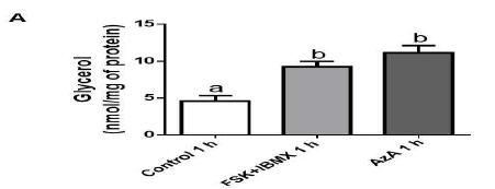 Human primary subcutaneous adipocyte에서 아젤라산에 의한 지방분해 작용