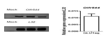 RT-PCR과 qPCR을 이용한 GLUTag에서의 Olfr544 발현 확인
