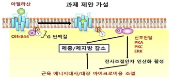 연구가설의 개요. 아젤라산이 Olfr544 활성화를 통해 근육과 대장조직 기능 및 마이크로비옴 조절을 통해 체지방 감소를 유도한다는 가설을 제안함