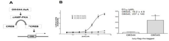 luciferase assay를 통한 Olfr544 발현 확인