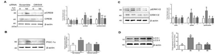 siRNA를 이용한 아젤라산의 CREB-PGC-1α 신호전달 기전 조절 평가