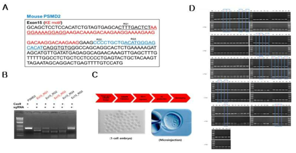 PSMD2 KO마우스 제작 과정 및 genotyping 과정 A. 마우스 PSMD2 KE motif. B. PSMD2 유전자 sgRNA in vitro validation. C. KO마우스 제작 과정. D. Genotyping 결과들