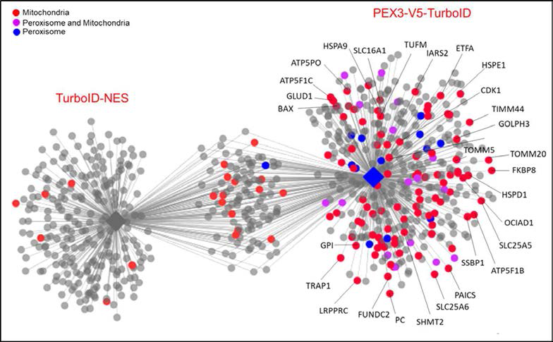 PEX3-TurboID 로 맵핑한 퍼옥시좀 단백질들의 모식도