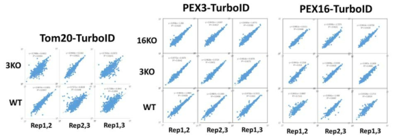 WT와 PEX-KO cell line에서 proximity labeling 질량분석 결과 : Tom20(OMM)-TurboID, PEX3-TurboID, PEX16-TurboID를 WT과 PEX KO cell line에 Flp-In system으로 stable하게 발 현 후, biotin을 50uM로 30분동안 처리하고 biotinylated peptide를 LC-MS/MS로 분석하였음