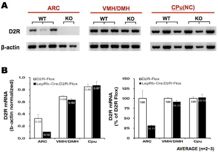 D2R flox와 D2R flox;LepRb-Cre 쥐에서 D2R의 mRNA 발현 관찰. 쥐의 뇌에서 궁상핵(Arcuate nucleus, ARC), 복내측 시상하부/배내 측 시상하부(Ventromedial hypothalamus, VMH/Dorsomedial hypothalamus, DMH), 미상핵-피각(Caudate putamen, CPu)을 선정하여 분리한 후 Trizol에 넣고 mRNA를 추출. PCI(phenol-chloroform-isoamyl alcohol)로 mRNA 정제 후 얻어진 mRNA 농도를 일정하게 조정한 다음 역전사 중합효소 연쇄반응 (reverse transcription polymerase chain reaction, RT-PCR)을 진행하여 cDNA를 얻음. 얻어진 cDNA를 사용하여 D2R primer를 이용한 중합효소 연쇄반응 (polymerase chain reaction, PCR)을 진행하고 아가로스 젤(agarose gel)에 전기영동(electrophoresis)하여 발현을 비교함. (n=2~3)