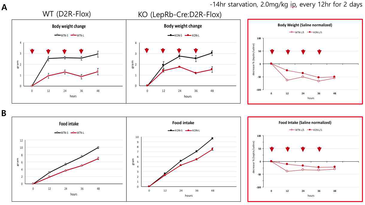 8-10 주령의 D2R-flox; LepRb-Cre 마우스의 렙틴 민감화. 정상 마우스(D2R flox)와 D2R 조건적 제거 마우스(D2R flox; LepRb-Cre)의 렙틴 처리 (렙틴 2.0mg/kg ip, 12 시간 간격, 2 일간)에 따른 몸무게 및 먹이 섭취량 측정을 통해 렙틴에 대한 민감화 확인. Saline 처리 대비 렙틴 처리에 따른 (A) 몸무게 변화율 및 (B) 먹이 섭취량 변화율. (n=4)
