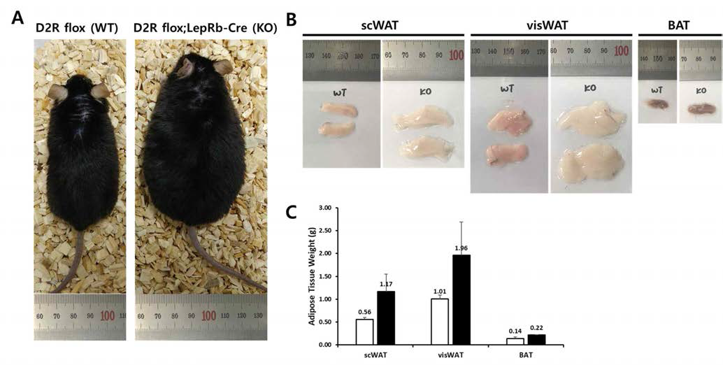 정상 마우스(D2R flox)와 렙틴 수용체 발현 신경세포 특이적인 D2R의 조건적 제거 마우스(D2R-flox;LepRb-Cre) 무게 분석. (A) 정상 쥐(D2R flox)와 D2R 조건적 제거 쥐(D2R flox; LepRb-Cre)의 표현형 비교 결과. (B), (C) 정상 쥐(D2R flox)와 D2R 조건적 제거 쥐(D2R flox; LepRb-Cre)에서 피하 백색 지방 조직(subcutaneous white adipose tissue), 내장 백색 지방 조직(visceral white adipose tissue), 갈색 지방 조직(brown adipose tissue)을 해부하여 무게를 측정한 결과