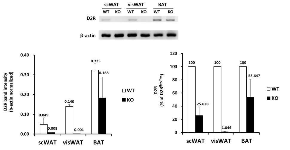 D2R flox와 D2R flox;LepRb-Cre 쥐에 지방 조직에서 D2R의 mRNA 발현 관찰. 쥐의 피하 백색 지방 조직(subcutaneous white adipose tissue), 내장 백색 지방 조직(visceral white adipose tissue),갈색 지방 조직 (brown adipose tissue)을 분리한 후 Trizol에 넣고 mRNA를 추출. PCI(phenol-chloroform-isoamyl alcohol)로 mRNA 정제 후 얻어진 mRNA 농도를 일정하게 조정한 다음 역전사 중합효소 연쇄반응 (reverse transcription polymerase chain reaction, RT-PCR)을 진행하여 cDNA를 얻음. 얻어진 cDNA를 사용하여 D2R primer를 이용한 중합효소 연쇄반응 (polymerase chain reaction, PCR)을 진행하고 아가로스 젤(agarose gel)에 전기영동(electrophoresis)하여 발현을 비교함. (n=2, 추가 실험 진행 중)