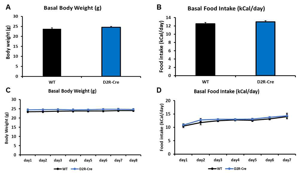 정상쥐와 D2R-Cre 쥐의 일주일간 기본적인 몸무게와 음식섭취량 분석. (A) 일주일 동안의 평균 몸무게측정 결과 (WT n=16, D2R-Cre n=16). (B) 일주일 동안의 평균 음식 섭취량 측정 결과 (WT n=16, D2R-Cre n=16). (C) 1~7일 동안의 평균 몸무게 측정 결과 (WT n=16, D2R-Cre n=16). D, 1~7일 동안의 평균 음식 섭취량 측정 결과 (WT n=16, D2R-Cre n=16)
