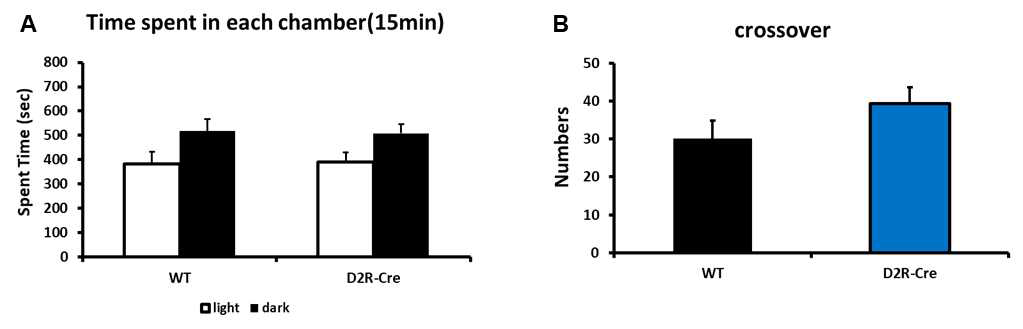 정상쥐와 D2R-Cre 쥐의 암/광 상자 실험 1을 통한 기본적인 공간선호도 분석 결과. (A) 정상쥐와 D2R-Cre 쥐의 암/광 상자 실험 1의 결과. 정상쥐와 D2R-Cre쥐의 광상자 및 암상자에 머무는 시간에 유의한 차이가 관찰되지 않음 (WT n=16, D2R-Cre n=16). (B) 정상쥐와 D2R-Cre 쥐의 암/광 상자 실험 1동안 암상자와 광상자를 지나간 crossover 횟수. 정상쥐 대비 D2R-Cre 쥐의 crossover가 약 10회 정도 증가 되어있는 경향 관찰 (WT n=16, D2R-Cre n=16)