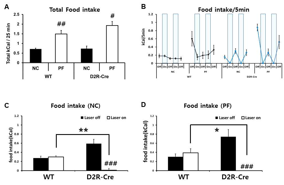 암/광 상자 실험을 이용하여 맛있는 음식에 대한 강한 선호도 유발에 의한 강박적 섭식 행동 분석. (A) 25분 동안의 암/광 상자 실험 2 동안 암 상자에 놓여진 일반 사료 혹은 맛있는 음식의 섭취를 측정한 결과. 음식 중독된 D2R-Cre 쥐의 맛있는 음식 섭취량은 다른 쥐들 대비 가장 많음을 관찰함 (WT n=6-8, D2R-Cre n=6-8). (B) 암/광 상자 실험 2에서 각 표현형별 NC, PF 그룹의 쥐들이 laser off와 laser on 시기에 섭취한 음식의 양. laser off-laser on에 따른 음식 섭취량을 시간에 따라 분석 (WT n=6-8, D2R-Cre n=6-8). (C-D) 암/광 상자 실험 2 동안 laser off-laser on 시기에 섭취한 음식의 양. WT NC, PF 쥐들은 빛 자극에 상관 없이 비슷한 음식 섭취량을 보이는 데에 반해, D2R-Cre NC, PF 쥐들은 laser on 시기에 특이적으로 강박적 섭식 행동이 감소함을 관찰 (WT n=6-8, D2R-Cre n=6-8) (C; ** P < 0.01, ### p < 0.0001, genotype x light stimulation interaction: F1,26=32.14, P < 0.0001, n = 8, D; * P < 0.05, ### P < 0.001, genotype x light stimulation interaction: F1,20=16.72, P = 0.0006, n = 6)