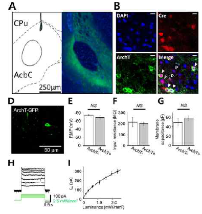광유전학을 통한 중격의지핵 부위의 도파민 D2 수용체 발현 신경세포 특이적 활성 억제