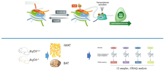 RNF20의 역할